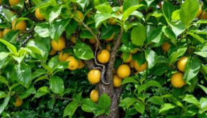 Questo albero da frutto attira i serpenti: ecco perché è meglio evitarlo in giardino